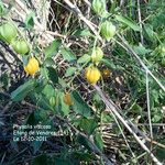 Physalis viscosa Sonstige