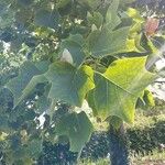 Liriodendron tulipifera Blatt