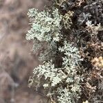 Artemisia ramosa
