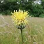 Centaurea rupestris Flor