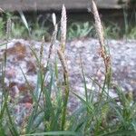 Carex hirta Virág