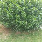Clusia fluminensis Habit