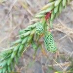 Euphorbia paralias Levél