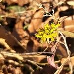 Sedum rupestreফুল