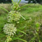 Asclepias hirtella