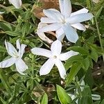 Jasminum grandiflorum Květ