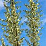 Yucca elata Кветка