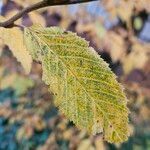 Carpinus orientalis Blad