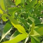 Erythrina crista-galli Φύλλο