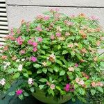 Impatiens walleriana Квітка