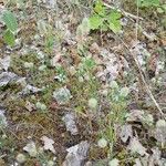 Trifolium arvense Libunga