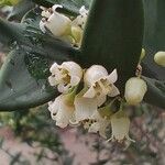 Colletia paradoxa Цветок