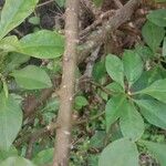 Leuenbergeria bleo Escorça