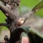 Planchonella roseoloba Fruit