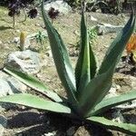 Agave salmiana 葉