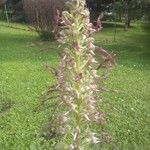 Himantoglossum hircinum Blomma
