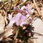 Astragalus austriacus Blomst