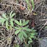 Hydrophyllum capitatum Leaf