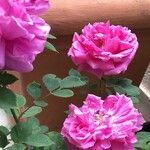 Rosa × damascena Blomst