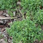 Chenopodium nutans Levél