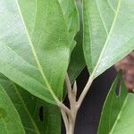 Styrax argenteus Leaf