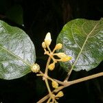 Lycianthes luteynii Leaf