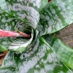 Aechmea fasciata Levél