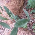 Simmondsia chinensis Φύλλο