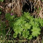 Primula matthioli Habitus