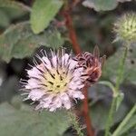 Dipsacus pilosus Annet