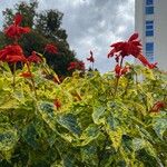 Salvia splendensFlor