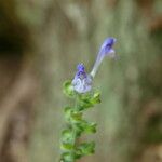 Scutellaria ovata Flower