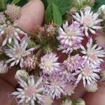 Cyrtocymura scorpioides Flower