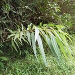 Boehmeria penduliflora Habitat