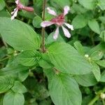 Cuphea racemosa Leaf