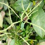 Boehmeria cylindrica Листок
