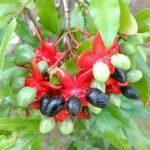 Ochna serrulata Fruit