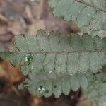 Adiantum vogelii Leaf