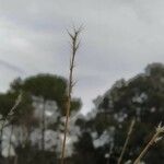 Vulpia ciliata Fula