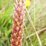 Plantago subnuda Çiçek