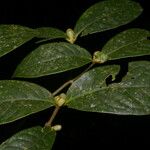 Rudgea monofructus Fruitua