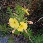 Oenothera parvifloraফুল