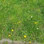 Taraxacum cucullatiforme Fula