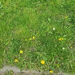 Taraxacum cucullatiforme 花