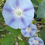 Ipomoea tricolor Flower