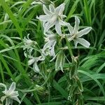 Ornithogalum nutans Агульны выгляд