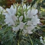 Cleoserrata speciosa Květ