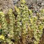 Sideritis montana Fula