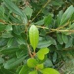 Myrica faya Blad