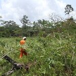 Pericopsis elata Habitat